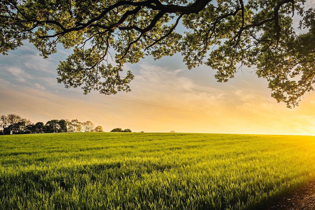 Photo Green landscape